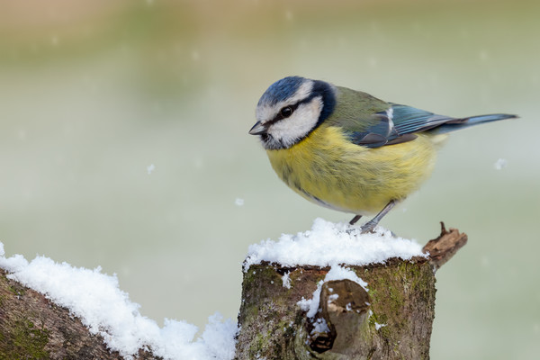 Stunning blue tit wild bird in the snow Picture Board by Simon Bratt LRPS