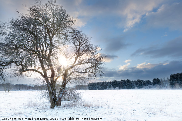 Bare tree in a snow field with early sunrise Picture Board by Simon Bratt LRPS