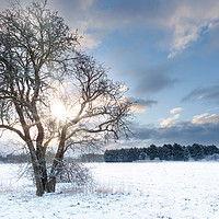 Buy canvas prints of Bare tree in a snow field with early sunrise by Simon Bratt LRPS