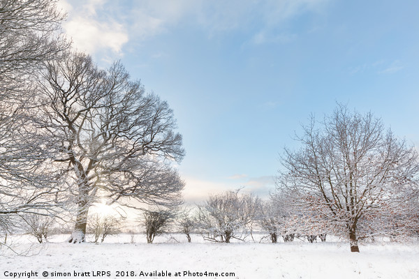 Snow covered tree line with early morning sunrise Picture Board by Simon Bratt LRPS