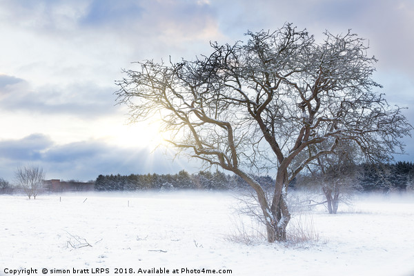Bare tree in a snow field with sunrise Picture Board by Simon Bratt LRPS