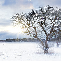 Buy canvas prints of Bare tree in a snow field with sunrise by Simon Bratt LRPS