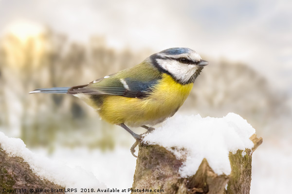 Little blue tit in winter snow Picture Board by Simon Bratt LRPS