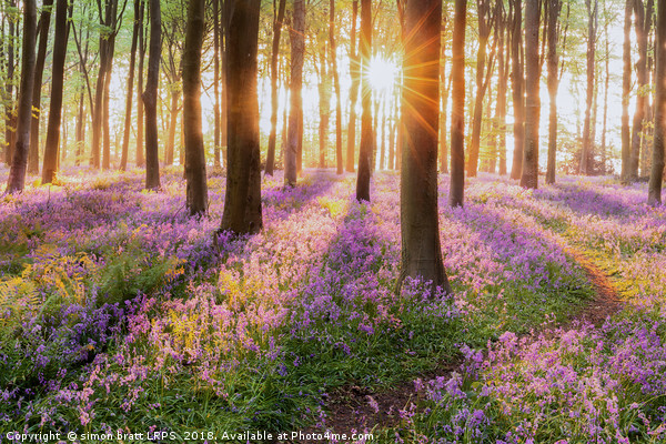 Bluebell forest path at sunrise Picture Board by Simon Bratt LRPS