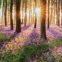 Buy canvas prints of Bluebell forest path at sunrise by Simon Bratt LRPS