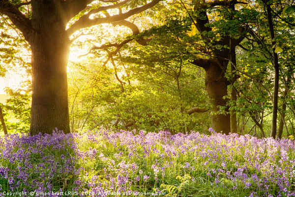Bluebell wood with magical morning sunrise Picture Board by Simon Bratt LRPS