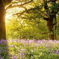 Buy canvas prints of Bluebell wood with magical morning sunrise by Simon Bratt LRPS