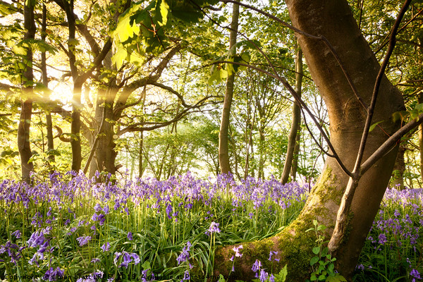Bent tree in bluebell forest Picture Board by Simon Bratt LRPS