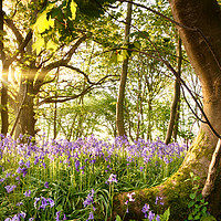 Buy canvas prints of Bent tree in bluebell forest by Simon Bratt LRPS