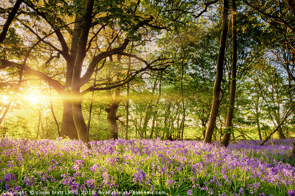 Stunning bluebell forest in spring sunrise Picture Board by Simon Bratt LRPS