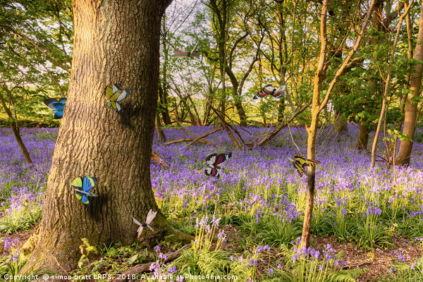 Butterflies in a blubell woodland Picture Board by Simon Bratt LRPS