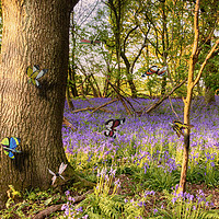 Buy canvas prints of Butterflies in a blubell woodland by Simon Bratt LRPS