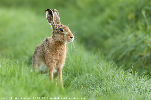 Beautiful Norfolk wild hare sat on grass Picture Board by Simon Bratt LRPS
