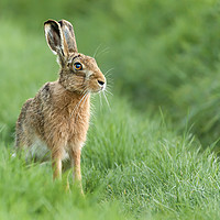 Buy canvas prints of Beautiful Norfolk wild hare sat on grass by Simon Bratt LRPS
