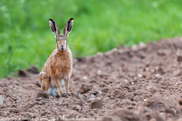 Wild hare sat staring at camera Picture Board by Simon Bratt LRPS