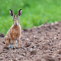 Buy canvas prints of Wild hare sat staring at camera by Simon Bratt LRPS