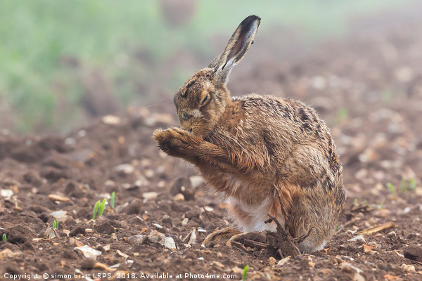 Wild brown hare with eyes closed, having a morning Picture Board by Simon Bratt LRPS