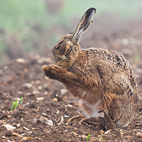 Buy canvas prints of Wild brown hare with eyes closed, having a morning by Simon Bratt LRPS