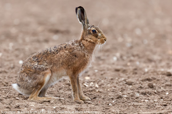 Amazing wild european hare close up sat in a arabl Picture Board by Simon Bratt LRPS
