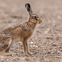 Buy canvas prints of Amazing wild european hare close up sat in a arabl by Simon Bratt LRPS