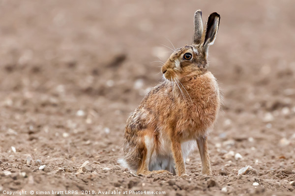 Stunning large wild brown european hare in the plo Picture Board by Simon Bratt LRPS