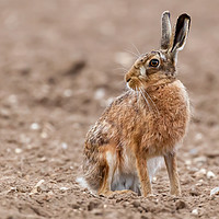 Buy canvas prints of Stunning large wild brown european hare in the plo by Simon Bratt LRPS