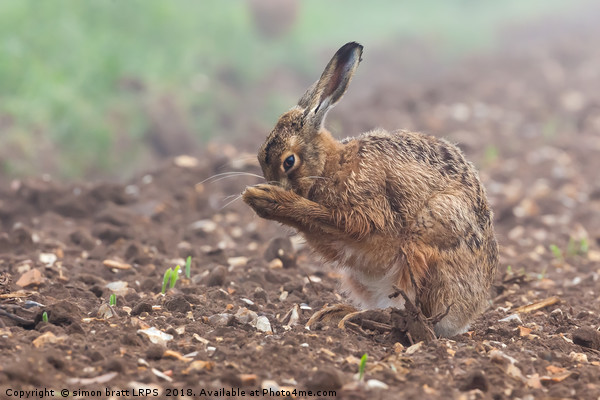 Wild brown hare having a morning wash 0126 Picture Board by Simon Bratt LRPS