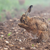 Buy canvas prints of Wild brown hare having a morning wash 0126 by Simon Bratt LRPS