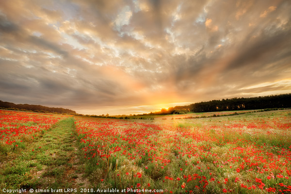Stunning poppy field at sunrise in Norfolk UK Picture Board by Simon Bratt LRPS