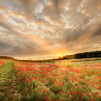 Buy canvas prints of Stunning poppy field at sunrise in Norfolk UK by Simon Bratt LRPS
