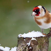 Buy canvas prints of Gold finch sat on a snowy log in winter by Simon Bratt LRPS