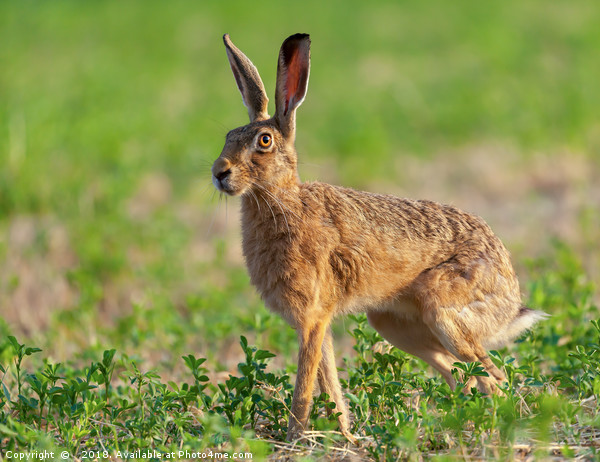 Norfolk's wild hare beautiful close up in early mo Picture Board by Simon Bratt LRPS