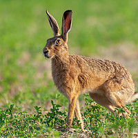 Buy canvas prints of Norfolk's wild hare beautiful close up in early mo by Simon Bratt LRPS