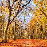 Buy canvas prints of Autumn woodland red leaves by Simon Bratt LRPS