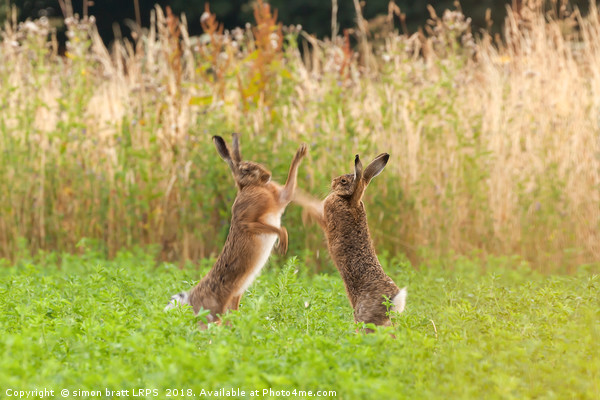 Mad wild hares boxing and fighting in Norfolk UK Picture Board by Simon Bratt LRPS