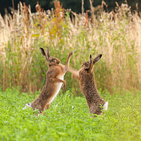 Buy canvas prints of Mad wild hares boxing and fighting in Norfolk UK by Simon Bratt LRPS
