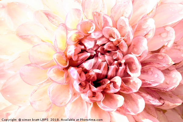 Stunning pink dahlia flower head close up  Picture Board by Simon Bratt LRPS