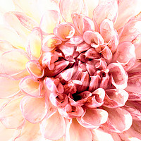 Buy canvas prints of Stunning pink dahlia flower head close up  by Simon Bratt LRPS