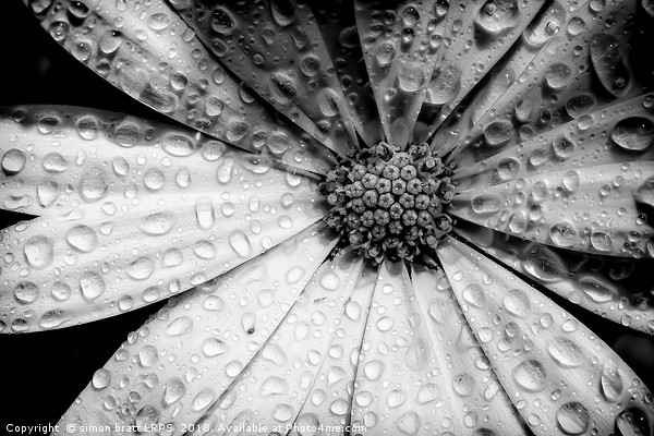 Osteospermum petals black and white with water Picture Board by Simon Bratt LRPS