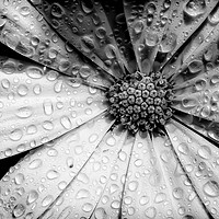 Buy canvas prints of Osteospermum petals black and white with water by Simon Bratt LRPS
