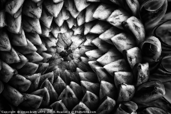 Monochrome dahlia flower head pattern Picture Board by Simon Bratt LRPS