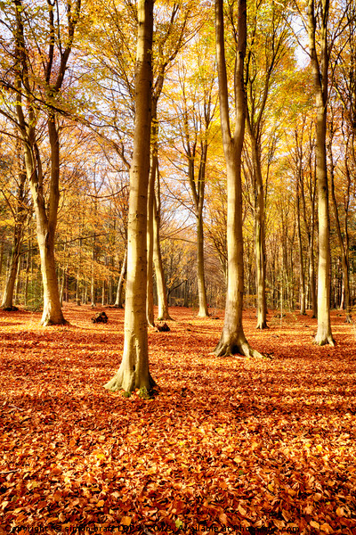 Forest beech trees in autumn fall Picture Board by Simon Bratt LRPS