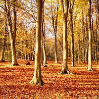 Buy canvas prints of Forest beech trees in autumn fall by Simon Bratt LRPS