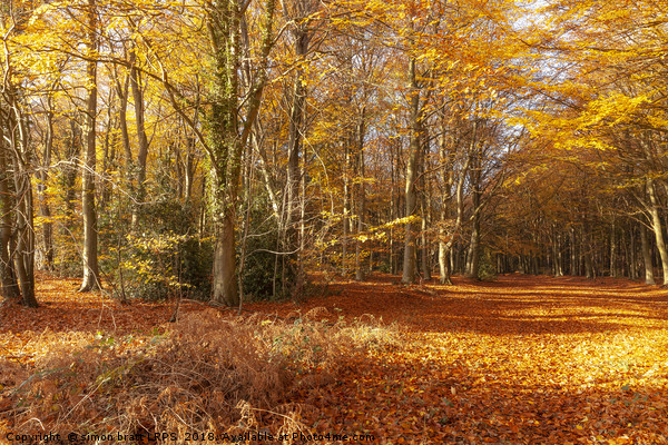 Autumn woodland trees in amazing colour Picture Board by Simon Bratt LRPS