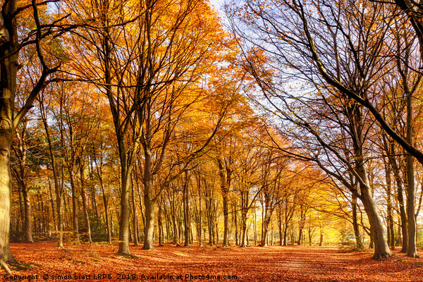 Ancient woodland in full autumn fall colors Picture Board by Simon Bratt LRPS