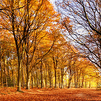 Buy canvas prints of Ancient woodland in full autumn fall colors by Simon Bratt LRPS
