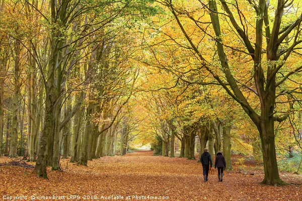 Autumn walk in the woodland Picture Board by Simon Bratt LRPS