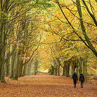 Buy canvas prints of Autumn walk in the woodland by Simon Bratt LRPS