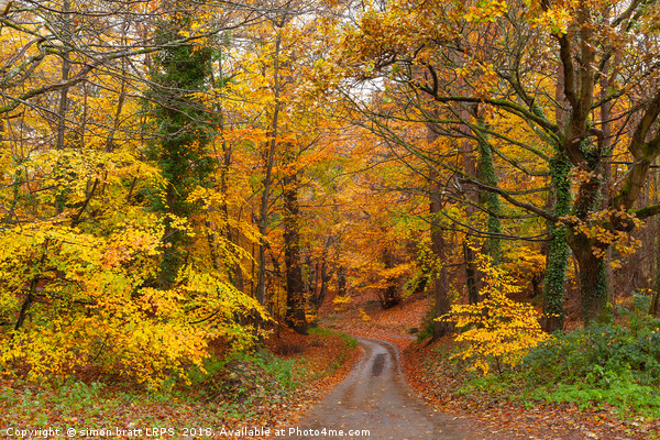 Stunning English autumn forest colours with path Picture Board by Simon Bratt LRPS