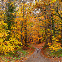 Buy canvas prints of Stunning English autumn forest colours with path by Simon Bratt LRPS